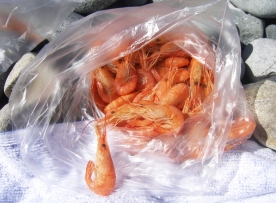shrimp-1324826